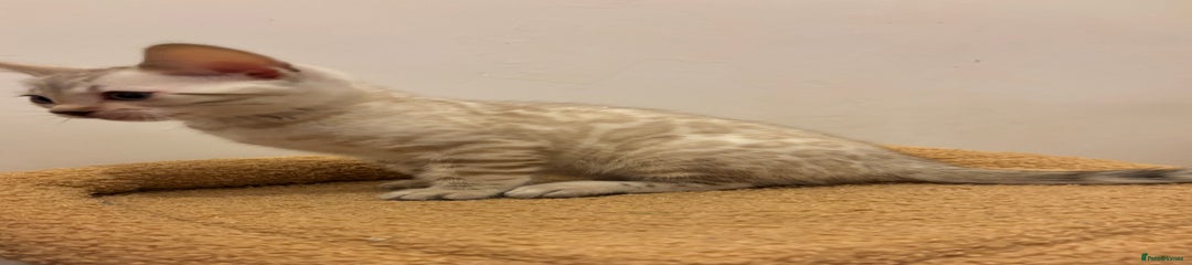 Nova - snow lynx girl 