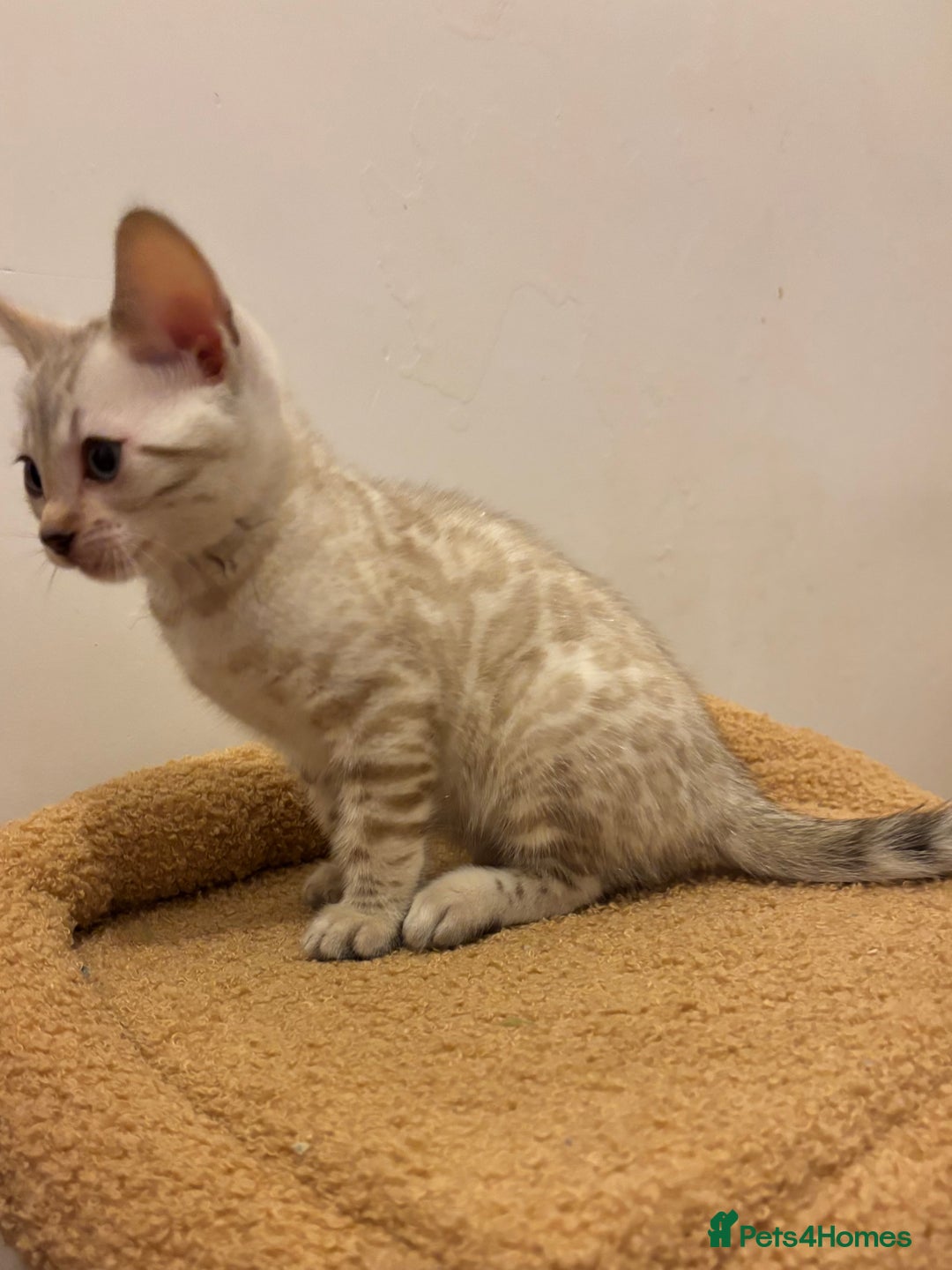 Bengal cats for sale: Snow and Brown boy TICA bengal kittens  - Image 23