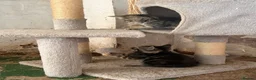 Mixed Breed cats for sale: 6 Remaining kittens looking for their forever home - Advert 3