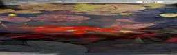 Goldfish fish for sale: Goldfish in Biggleswade - Advert 1