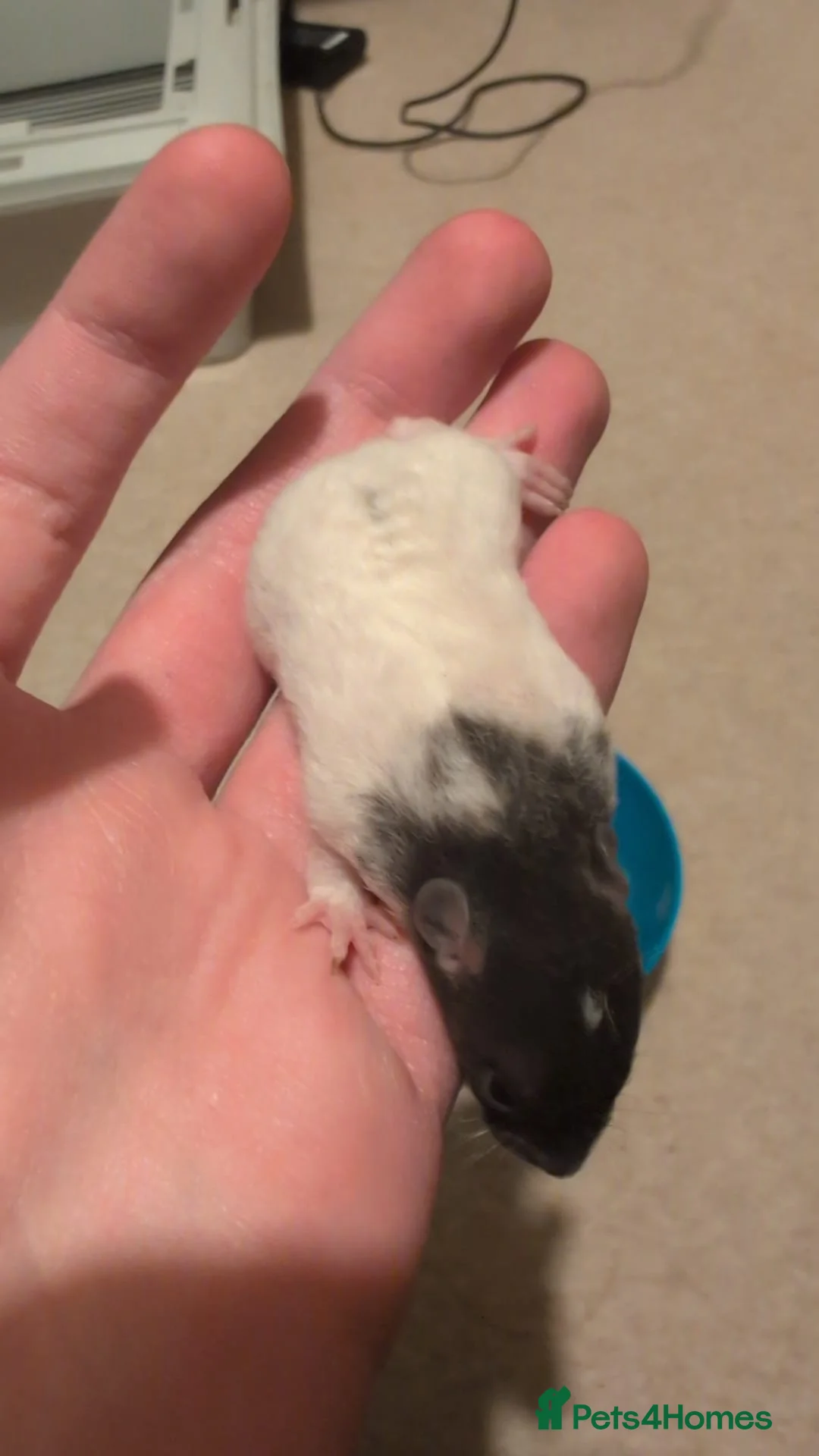 Rat rodents for sale: Multiple different Breeds, hand tame rats - Advert 12