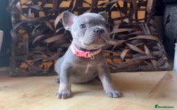 French Bulldog dogs for sale: Pedigree Frenchies - New Shade Isabella’s & Lilacs - Image 36