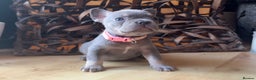 French Bulldog dogs for sale: READY NOW Pedigree New shade Isabella’s and Lilacs - Advert 20