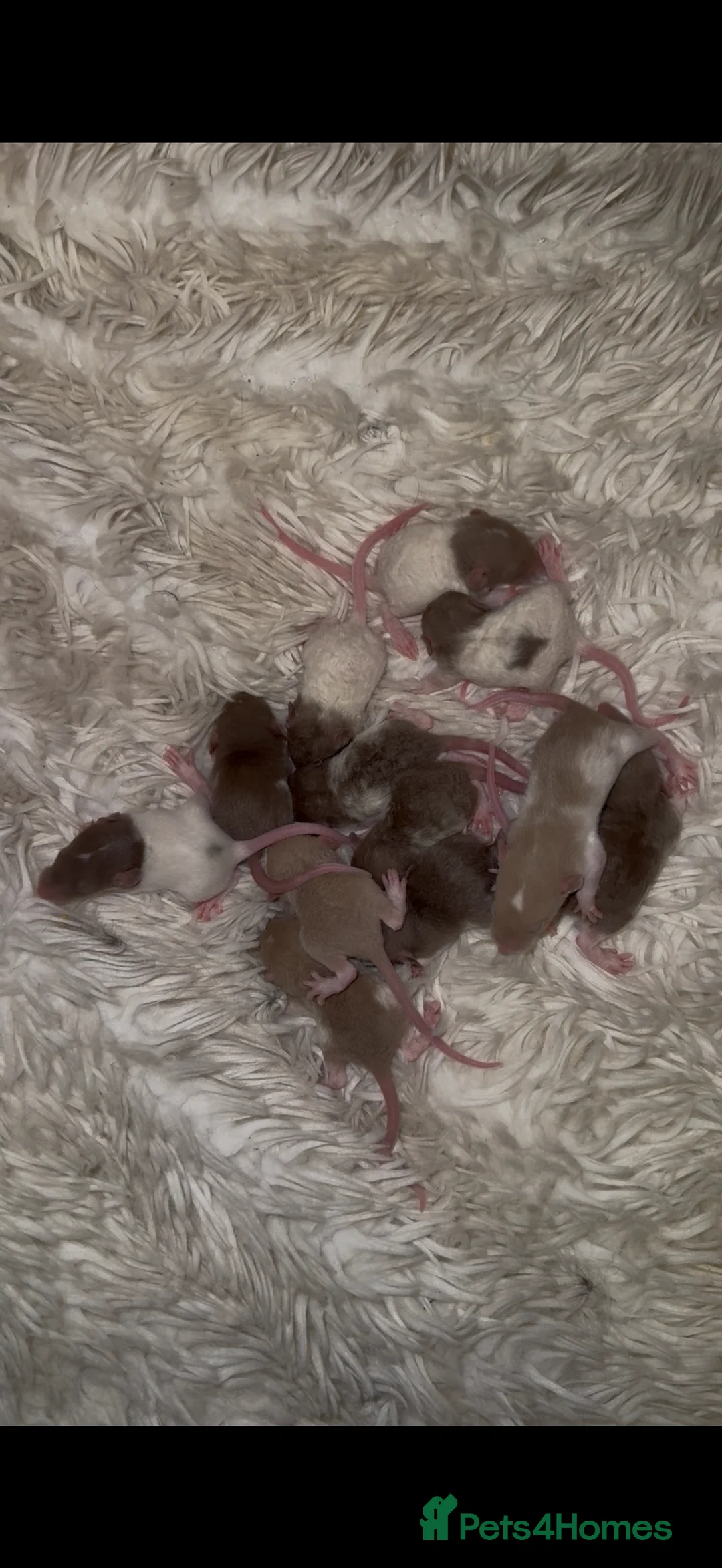 Rat rodents for sale: Baby rats looking for loving homes  - Advert 2