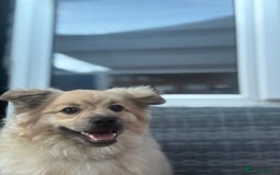 Mixed Breed dogs for sale: Pomeranian cross - Image 3