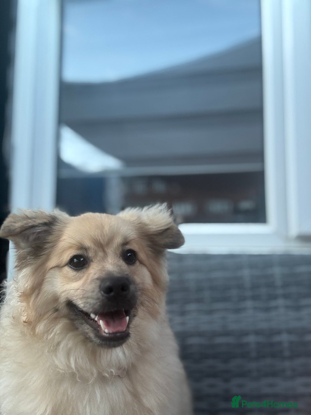 Mixed Breed dogs for sale: Pomeranian cross - Image 3