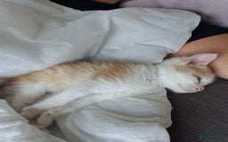 British Shorthair cats for sale: Six Gorgeous Kittens Available From Next Week - Image 15