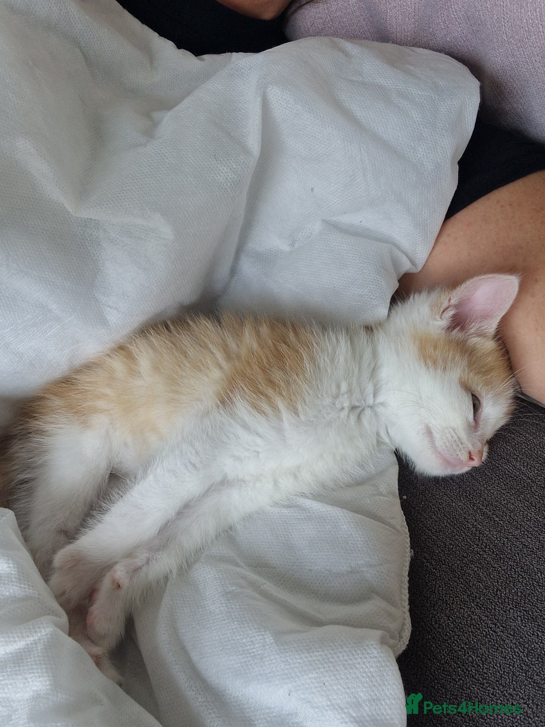 British Shorthair cats for sale: Six Gorgeous Kittens Available From Next Week - Image 15