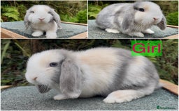 Mini Lop rabbits for sale: Baby mini lops ready now  - Image 4
