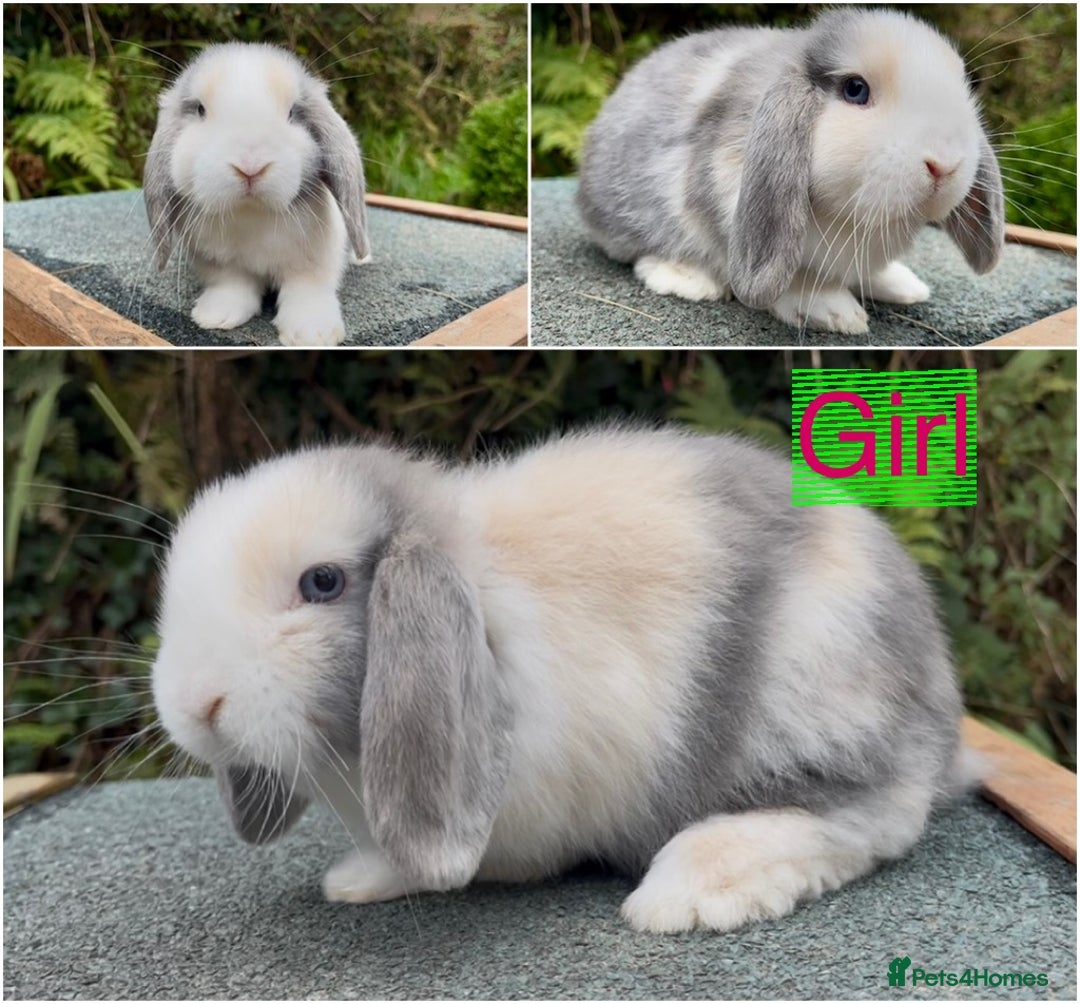 Mini Lop rabbits for sale: Baby mini lops ready now  - Image 4