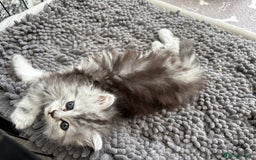 Persian cats for sale: Outstanding litter of Persian x kittens,  - Image 31