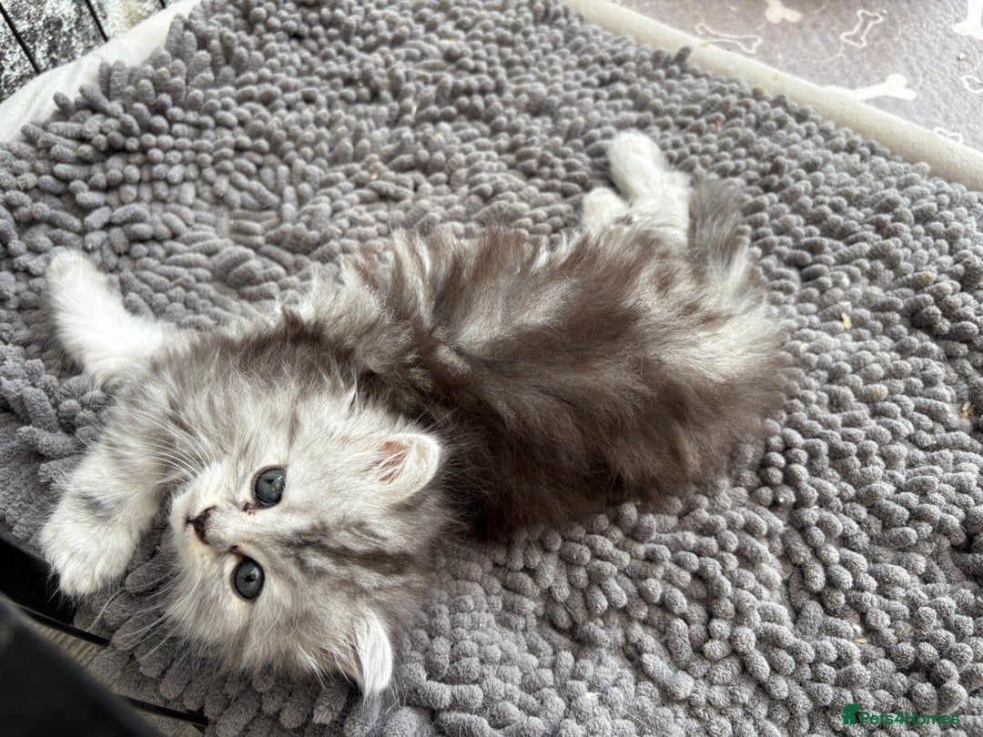 Persian cats for sale: Outstanding litter of Persian x kittens,  - Image 31