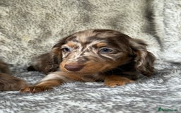 Miniature Dachshund dogs for sale: ⭐️ long haired minature dachshunds ⭐️ - Image 9
