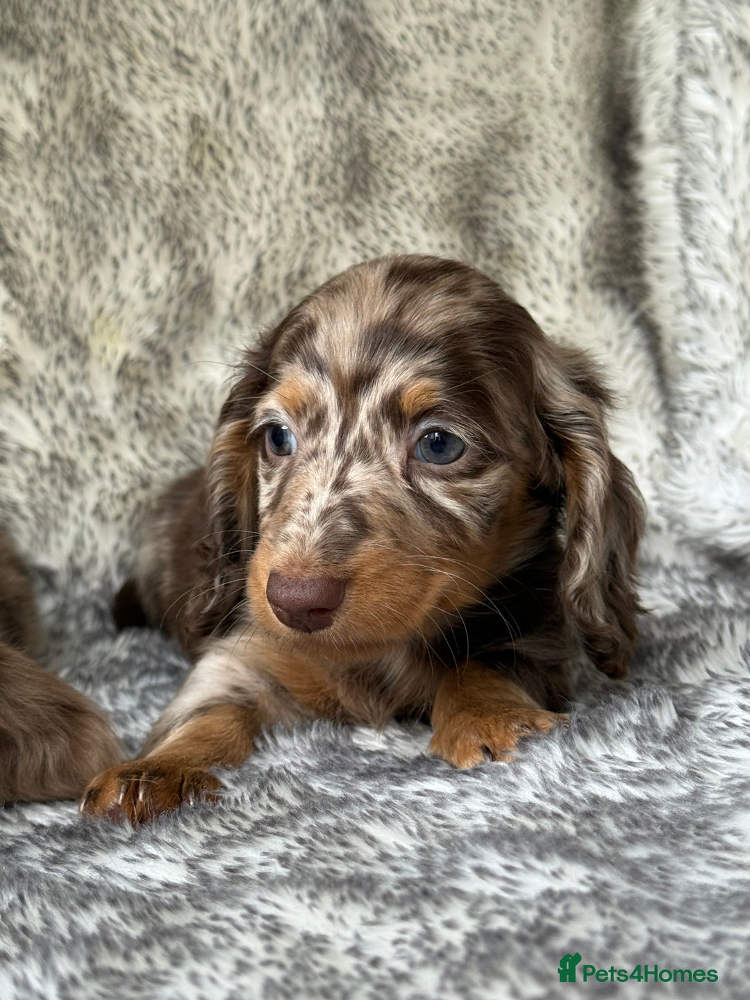 Miniature Dachshund dogs for sale: ⭐️ long haired minature dachshunds ⭐️ - Image 9