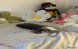 Exotic cats for sale: bella!! friendly grey and white exotic shorthair - Image 6