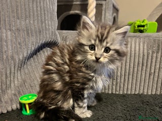 Maine Coon cats - Advert 35