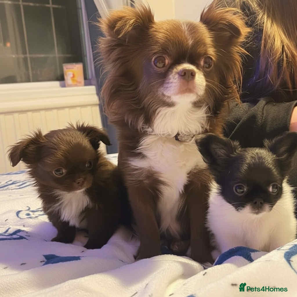 Chihuahua dogs Chihuahua  - Advert 3