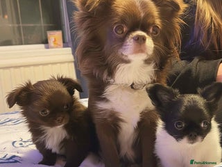 Chihuahua dogs Chihuahua - Advert 3