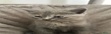 British Shorthair 7