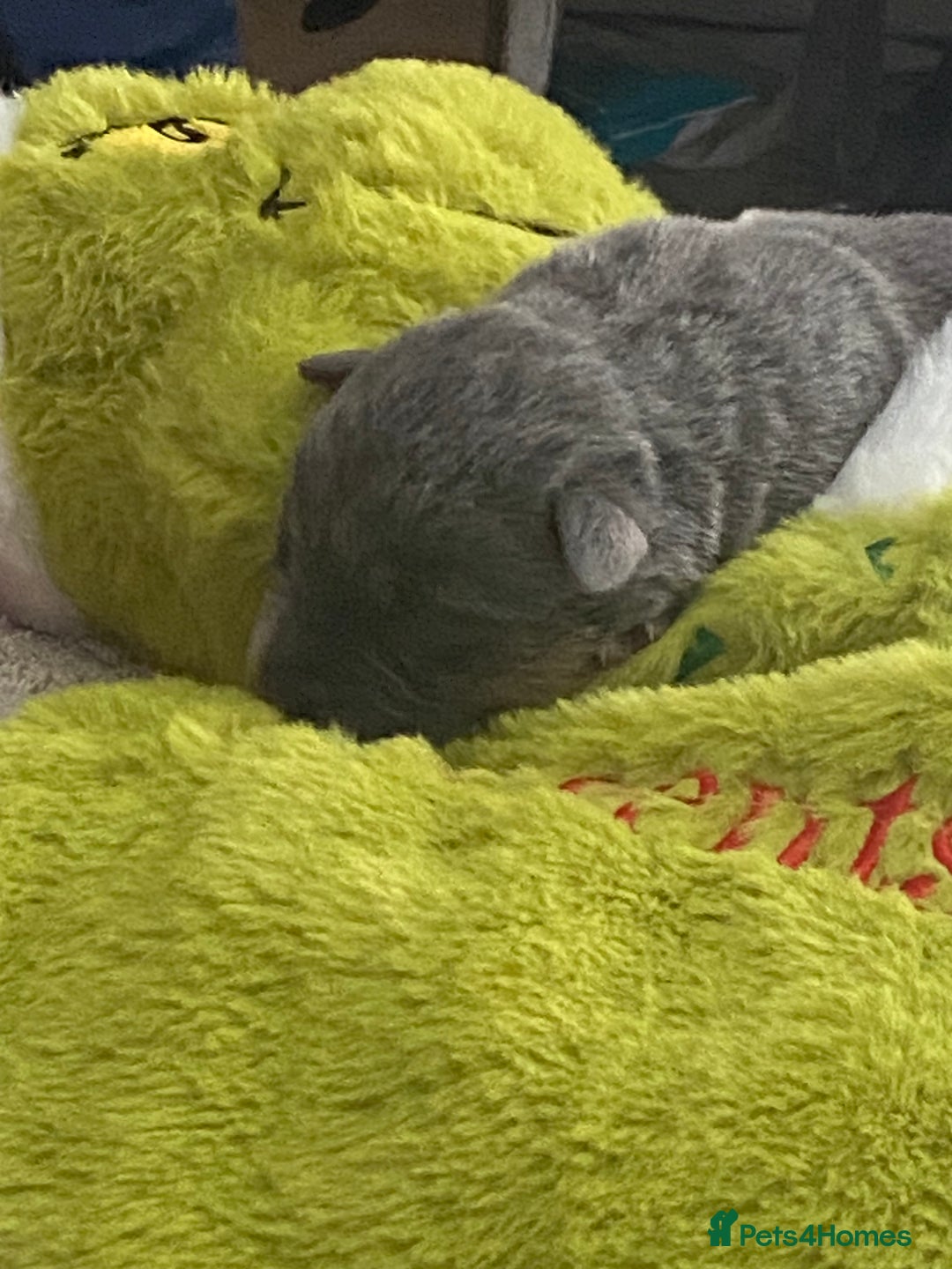 Mixed Breed dogs for sale: Can shepards - Advert 23