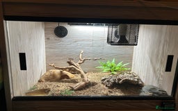 Leopard Gecko reptiles for sale: Leopard Gecko and Viv for Sale - Image 2