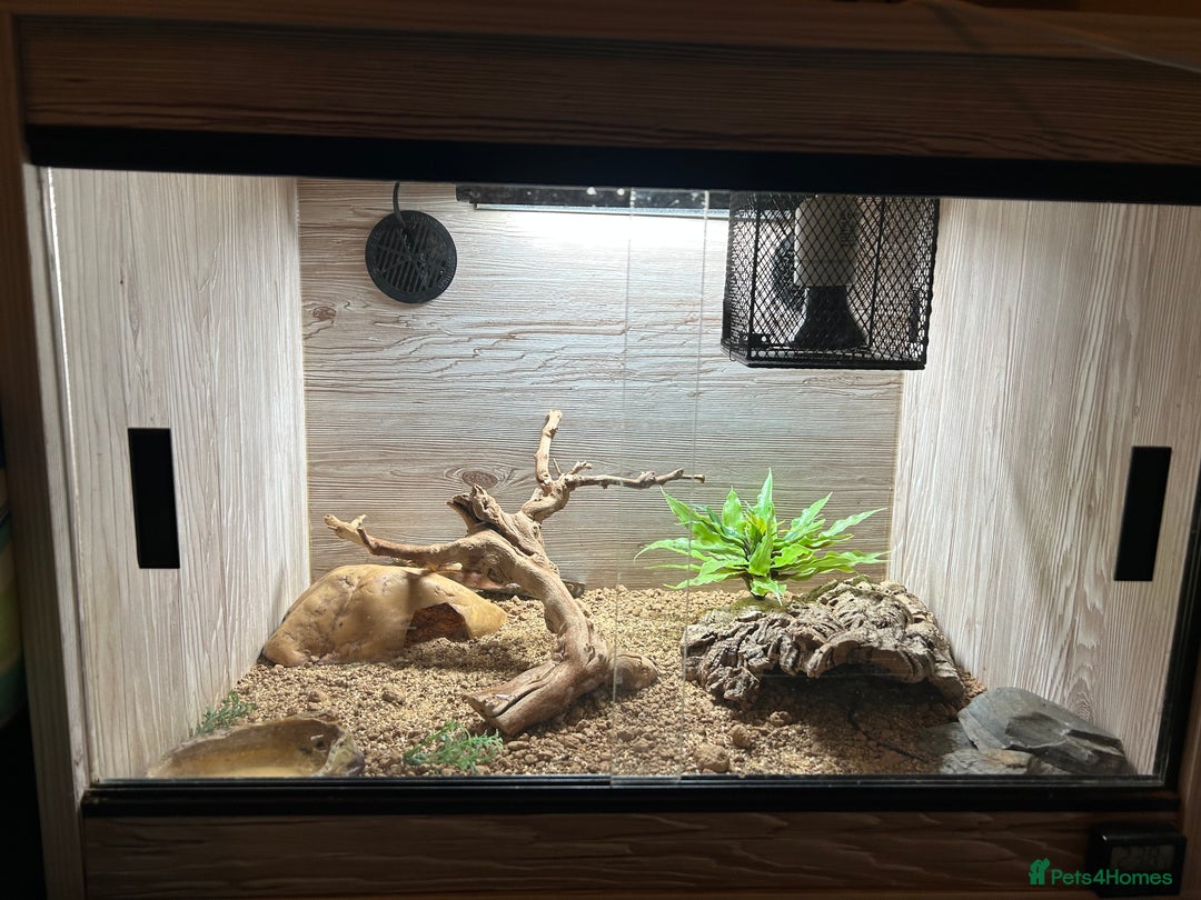 Leopard Gecko reptiles for sale: Leopard Gecko and Viv for Sale - Image 2