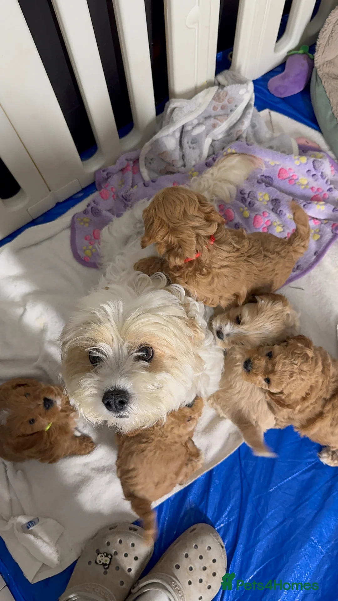 Cavachon dogs for sale: Cavapoochon puppies🩷💙 - Advert 2