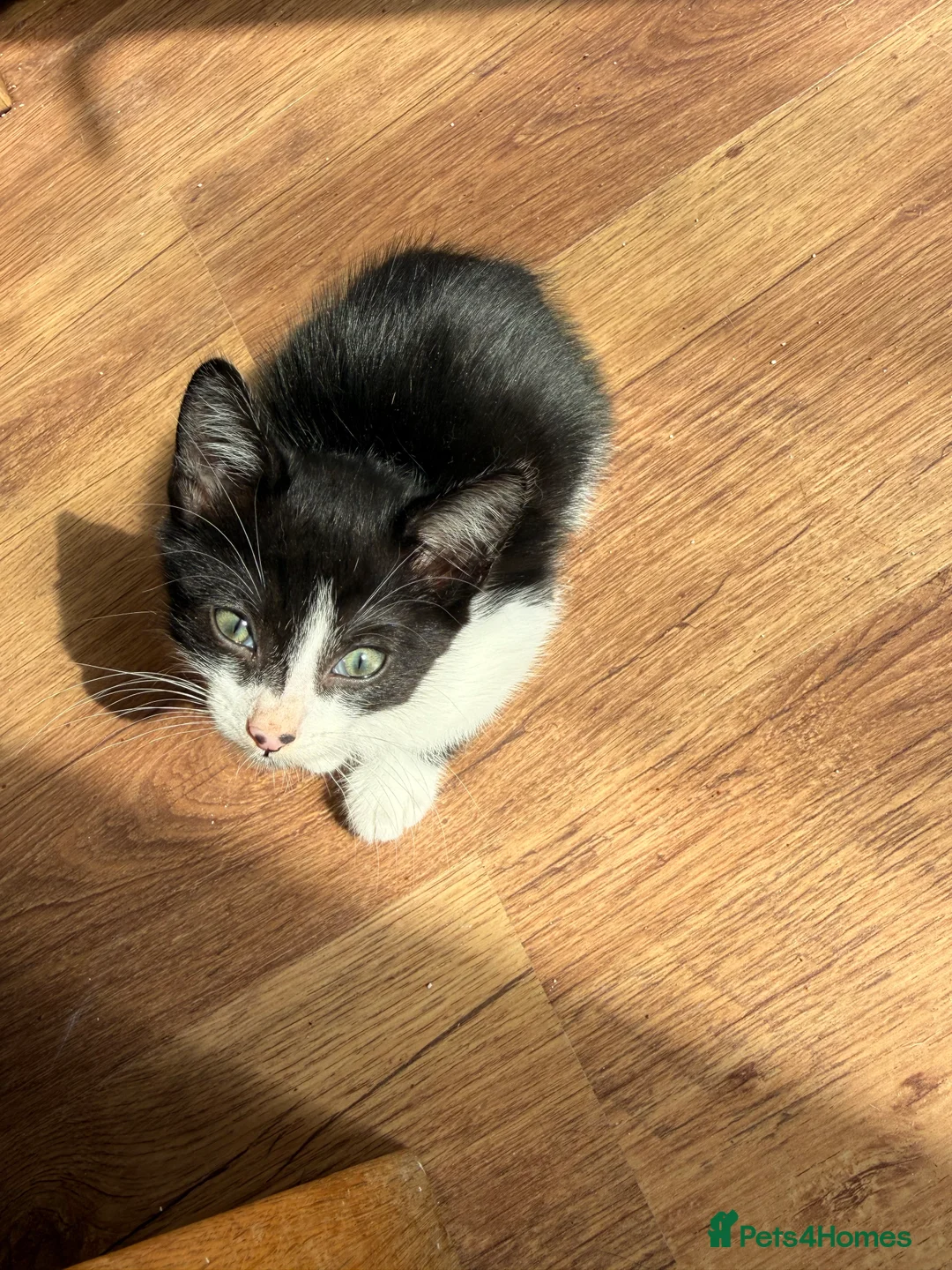 Mixed Breed cats for sale: Two beautiful kittens looking for forever home - Advert 2