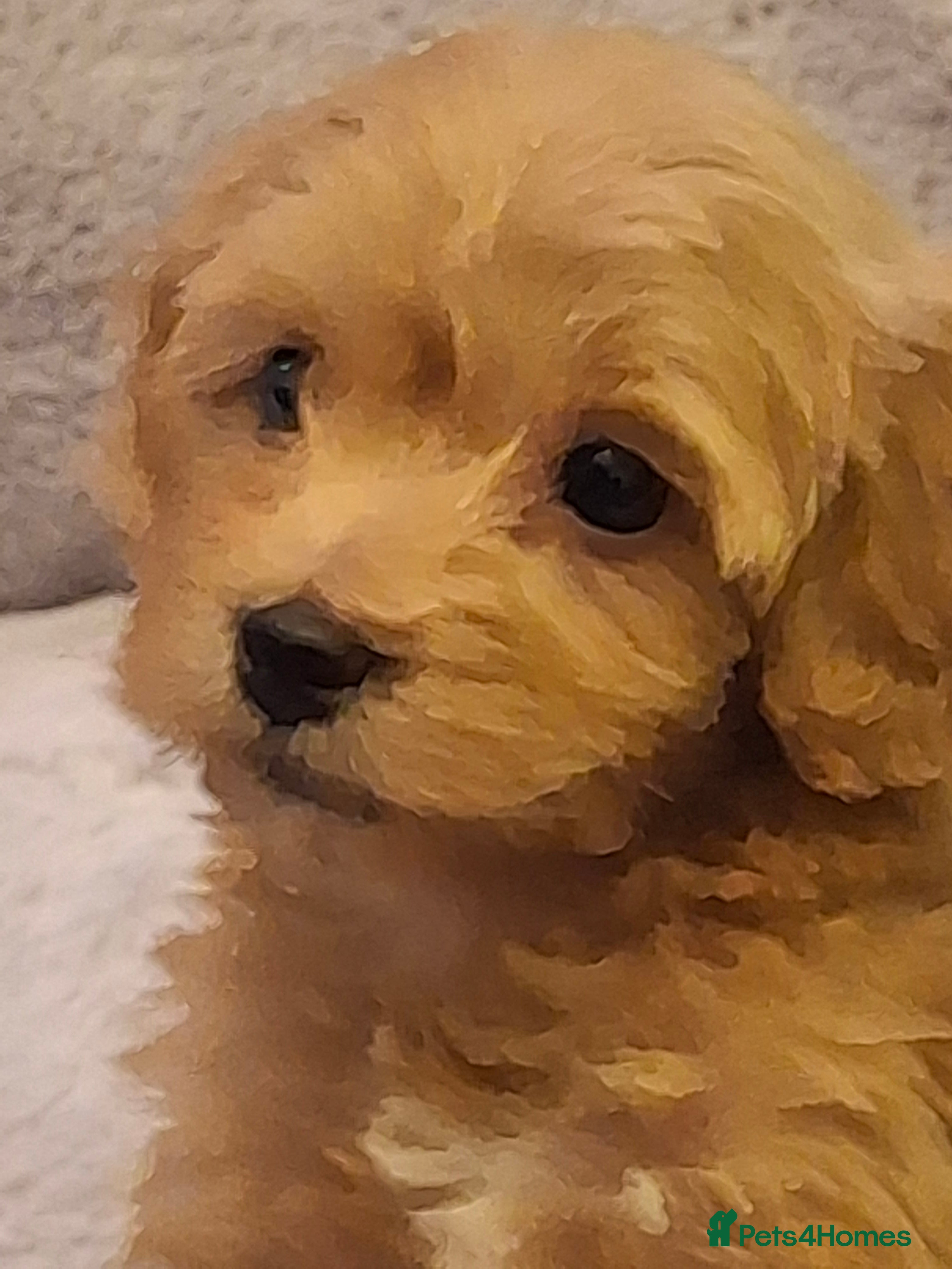 Mixed Breed dogs 6 red maltipoos - Advert 3