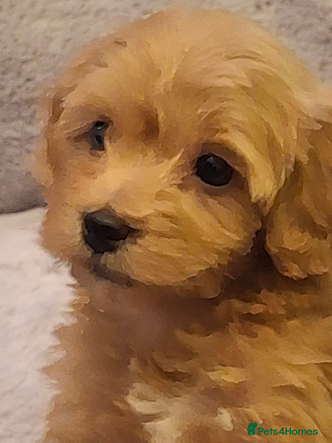 Mixed Breed dogs for sale: 6 red maltipoos - Advert 1