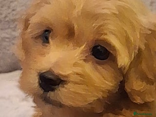 Mixed Breed dogs 6 red maltipoos - Advert 3