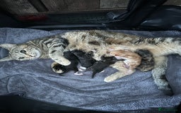 Ragdoll cats for sale: Ragdoll cross bengal - Image 11