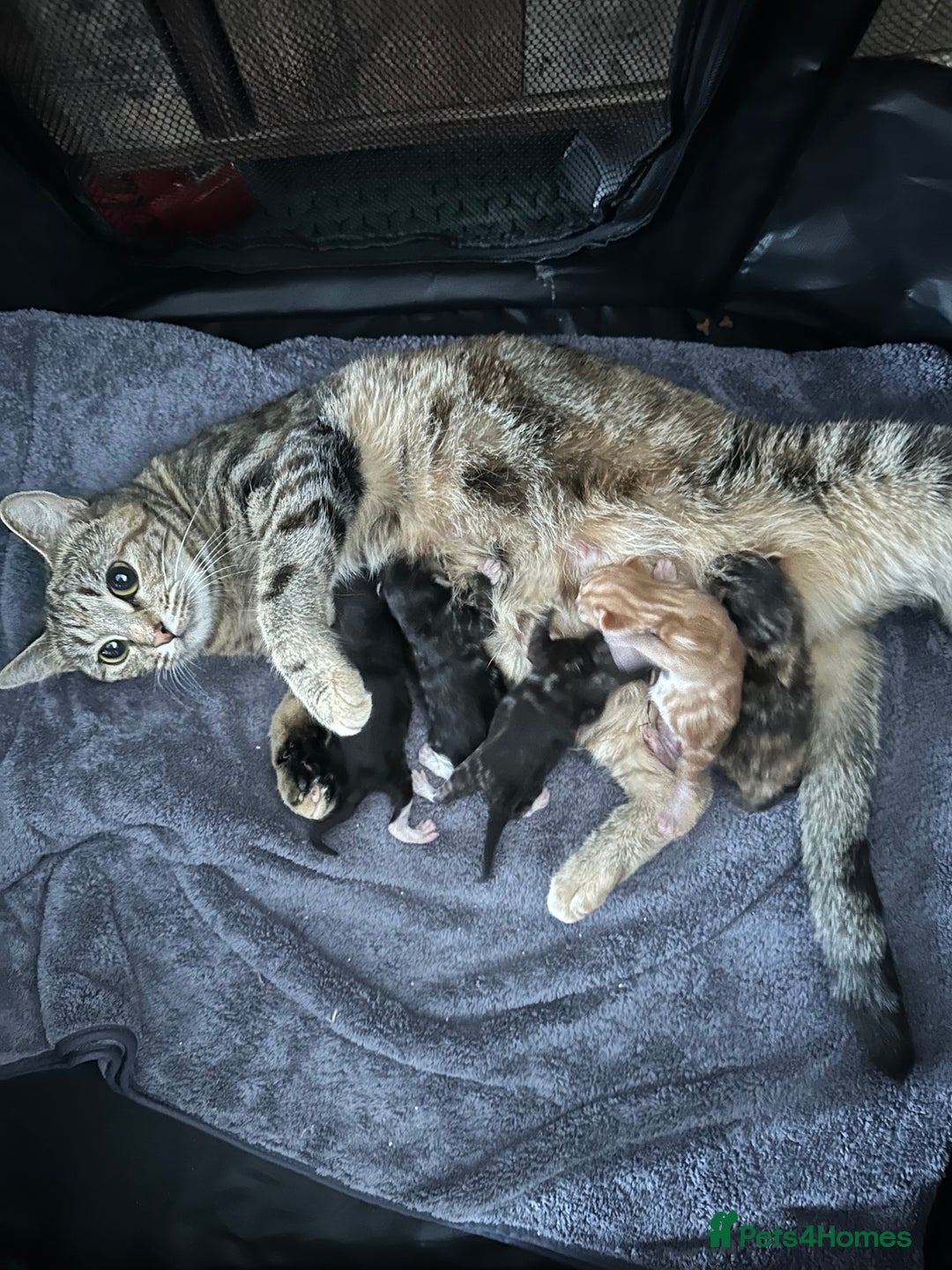 Ragdoll cats for sale: Ragdoll cross bengal - Image 11