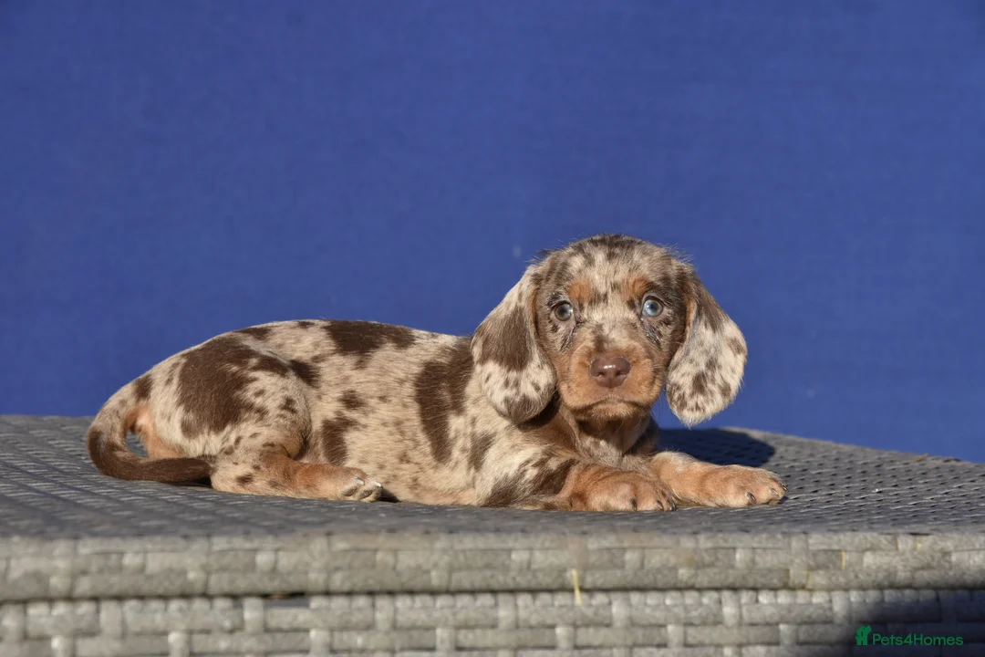 Dachshund dogs for stud: Piebald colored Dachshund for stud! in Preston - Advert 10