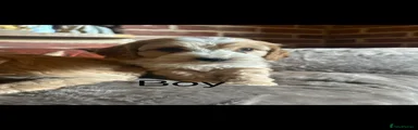 Cockapoo Puppy 3