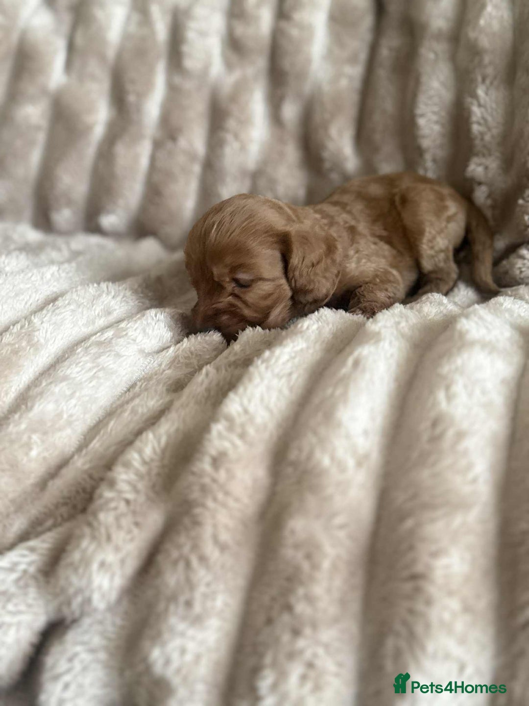 Cockapoo dogs for sale: Cockapoo F1B STUNNING COLOURS 4 available - Advert 12