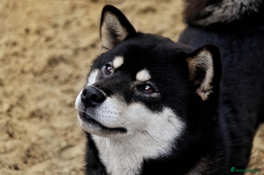 Japanese Shiba Inu dogs for sale: Japanese Shiba Inu Puppies-health tested ch blood - Image 5