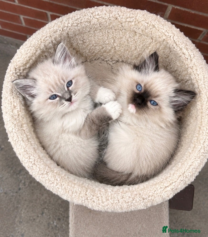 Ragdoll cats Gorgeous GCCF reg ragdoll babies.  - Advert 18