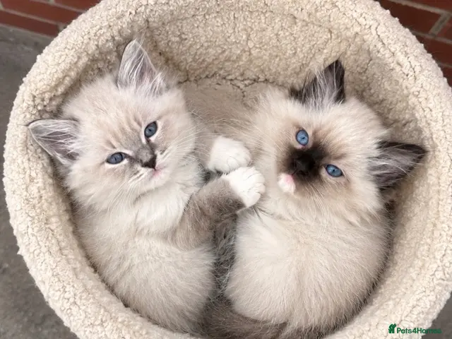 Ragdoll cats Gorgeous GCCF reg ragdoll babies. - Advert 18