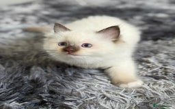 Ragdoll cats for sale: Fully Traceable Traditional Ragdoll Kittens - Advert 7