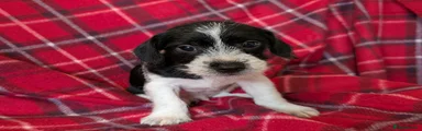 Jack Russell 2