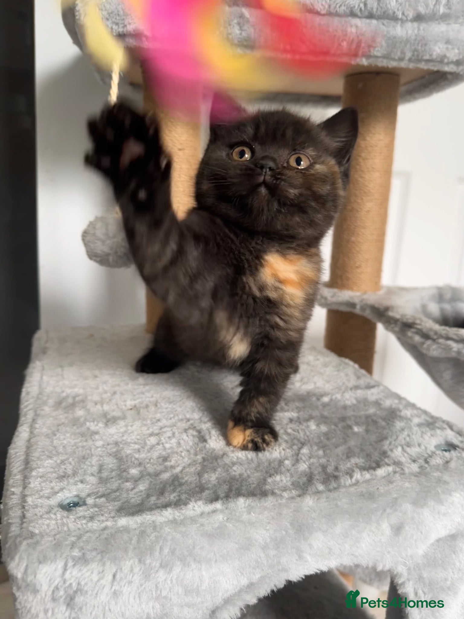 British Shorthair cats Gccf registered pedigree British Shorthair kittend - Advert 2