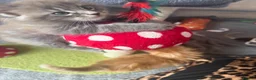 Maine Coon cats for sale: Pedigree / tica Maine coon kittens - Advert 1