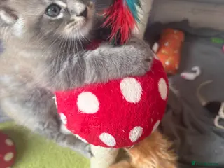 Maine Coon cats Pedigree / tica Maine coon kittens - Advert 1