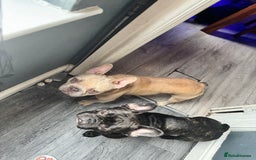 French Bulldog dogs for sale: Three beautiful French bulldogs  - Image 13