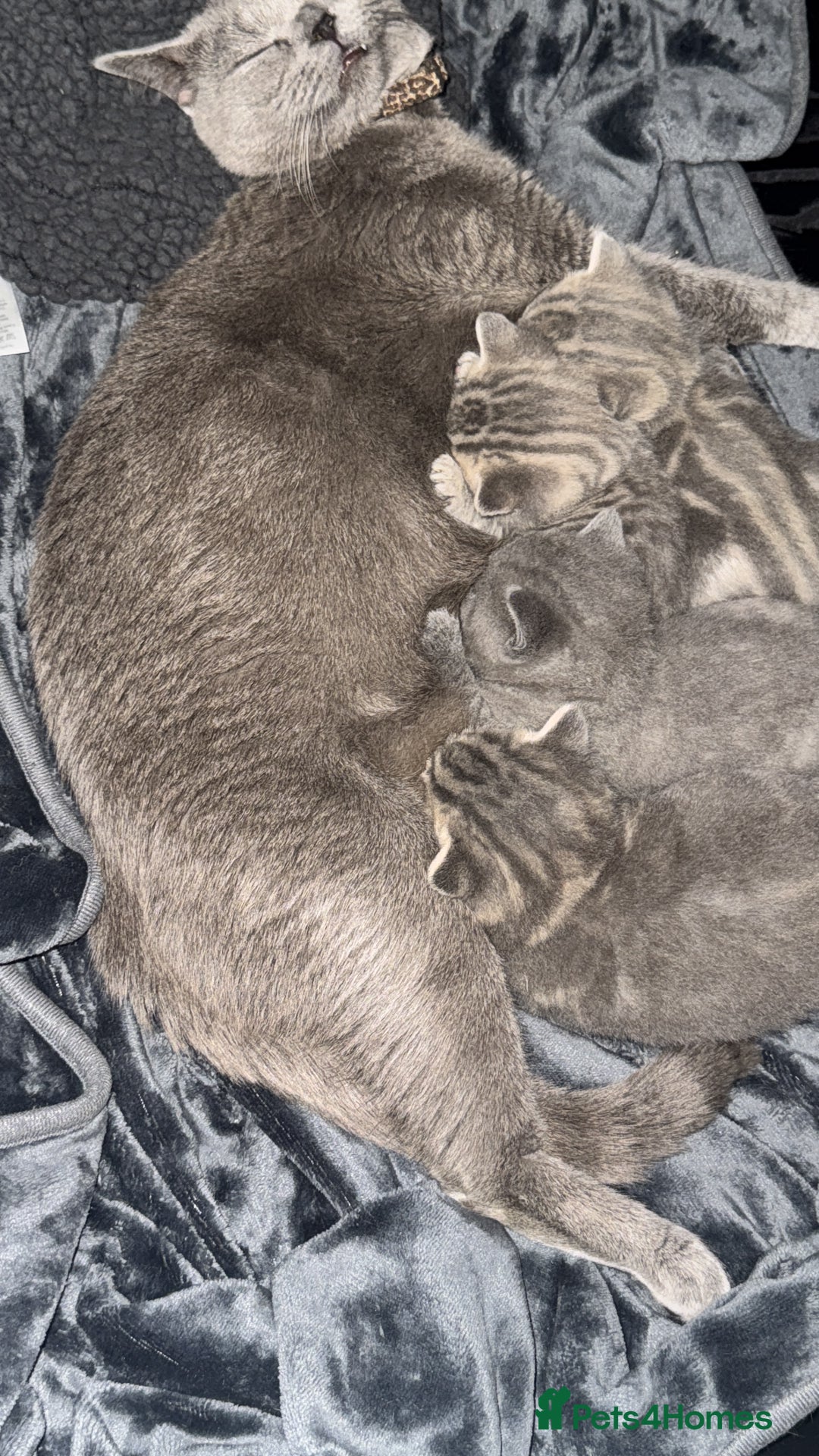 British Shorthair cats for sale: 👉 British Shorthair Kittens – Ready 14 Feb - Advert 10