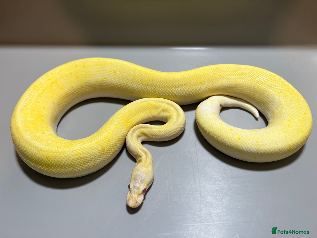Python Snake reptiles for sale: Pastel Enchi Het.Sunset Royal(ball) Python in Hull - Image 5