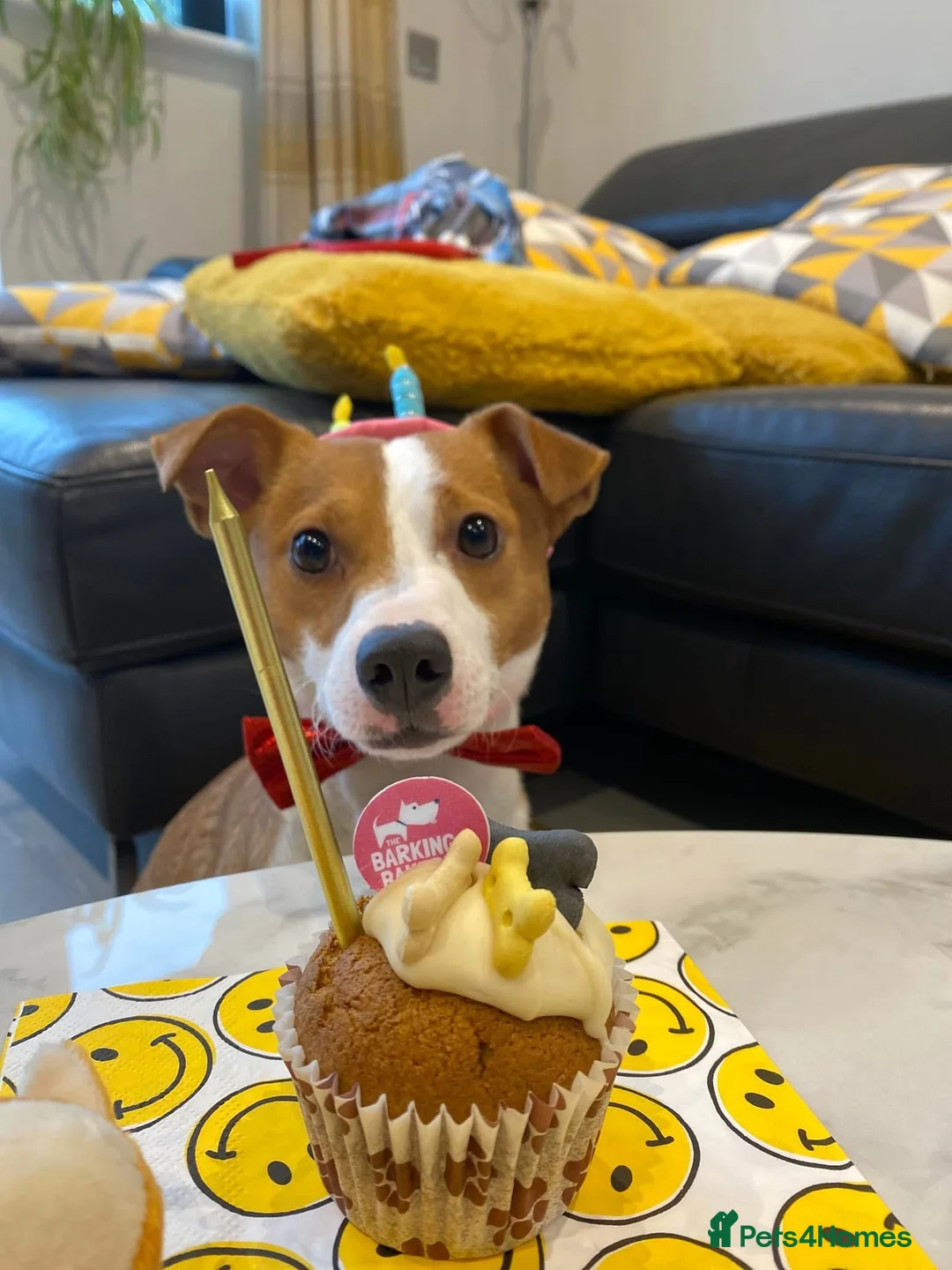 Jack Russell dogs for stud: STUD - Handsome Jack Russel boy 🐶  - Advert 8