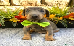 Dobermann dogs for sale: DOBERMAN PUPPIES (BOTH KC HEALTH TESTED PARENTS) - Image 6