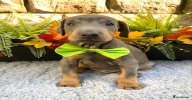 Dobermann dogs - Advert 16